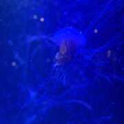 ヒメ日記 2025/06/14 10:16 投稿 桜 久留米デリヘルセンター