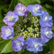 ヒメ日記 2025/06/30 10:26 投稿 桜 久留米デリヘルセンター