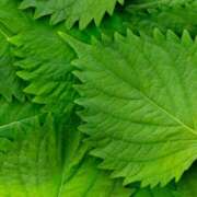 ヒメ日記 2025/09/13 07:27 投稿 宝来　英美里 エンジェルコースト