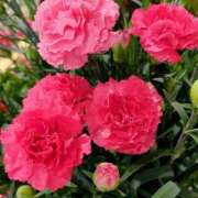 朝陽優奈(あさひゆうな) おはようございます♡ 九州熟女　熊本店