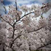 ヒメ日記 2026/04/06 12:18 投稿 ひなた 谷町豊満奉仕倶楽部