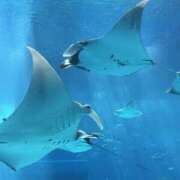 もな もなです 品川ミセスアロマ（ユメオト）