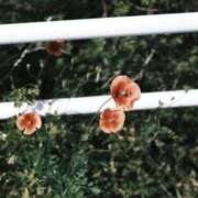 ヒメ日記 2026/04/23 08:50 投稿 佐藤ゆうか 五十路マダム　和歌山店