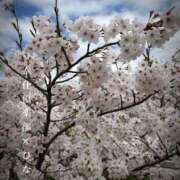 ヒメ日記 2026/04/06 12:24 投稿 ひなた 谷町人妻熟女奉仕倶楽部