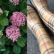 ヒメ日記 2025/06/10 09:43 投稿 あんな 完熟ばなな神戸・三宮店