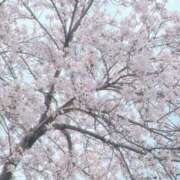 ヒメ日記 2025/04/09 08:48 投稿 あゆな クラブレア南大阪