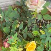 ヒメ日記 2025/04/14 11:18 投稿 あゆな クラブレア南大阪