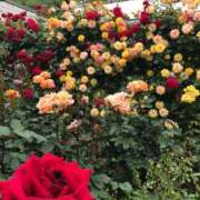 ヒメ日記 2025/04/18 13:03 投稿 あゆな クラブレア南大阪