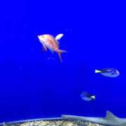 ヒメ日記 2025/05/02 08:18 投稿 あゆな クラブレア南大阪