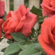 ヒメ日記 2025/05/02 15:48 投稿 あゆな クラブレア南大阪