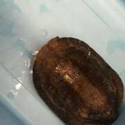 ヒメ日記 2025/05/15 07:42 投稿 あゆな クラブレア南大阪