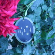 ヒメ日記 2025/06/07 22:24 投稿 はすはす あるまぎ！