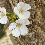 ヒメ日記 2025/04/16 18:50 投稿 百瀬～MOMOSE～ BBW大宮店