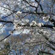 ヒメ日記 2025/04/04 14:51 投稿 ほまれ 熟女の風俗最終章 相模原店