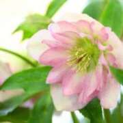 ヒメ日記 2025/11/15 09:58 投稿 ほまれ 熟女の風俗最終章 相模原店