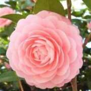 ヒメ日記 2025/11/15 11:38 投稿 ほまれ 熟女の風俗最終章 相模原店