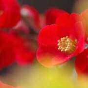 ヒメ日記 2026/01/17 12:22 投稿 ほまれ 熟女の風俗最終章 相模原店