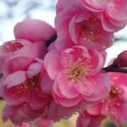 ヒメ日記 2026/01/23 07:15 投稿 ほまれ 熟女の風俗最終章 相模原店