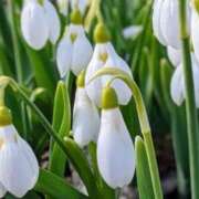 ヒメ日記 2026/01/24 17:32 投稿 ほまれ 熟女の風俗最終章 相模原店