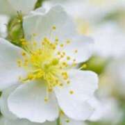 ヒメ日記 2026/01/26 08:40 投稿 ほまれ 熟女の風俗最終章 相模原店