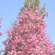 ヒメ日記 2026/01/29 11:22 投稿 ほまれ 熟女の風俗最終章 相模原店