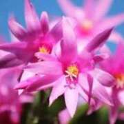 ヒメ日記 2026/02/10 11:50 投稿 ほまれ 熟女の風俗最終章 相模原店