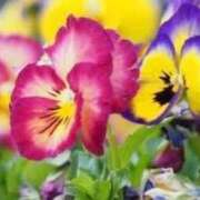 ヒメ日記 2026/02/10 17:50 投稿 ほまれ 熟女の風俗最終章 相模原店