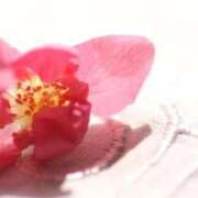 ヒメ日記 2026/03/05 16:00 投稿 ほまれ 熟女の風俗最終章 相模原店