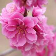 ヒメ日記 2026/03/05 16:28 投稿 ほまれ 熟女の風俗最終章 相模原店