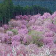 ヒメ日記 2026/04/13 23:50 投稿 ほまれ 熟女の風俗最終章 相模原店