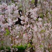 ヒメ日記 2026/04/14 01:20 投稿 ほまれ 熟女の風俗最終章 相模原店