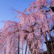 ヒメ日記 2026/04/14 15:27 投稿 ほまれ 熟女の風俗最終章 相模原店