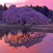 ヒメ日記 2026/04/14 15:34 投稿 ほまれ 熟女の風俗最終章 相模原店