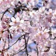 ヒメ日記 2025/04/05 06:51 投稿 ほまれ 熟女の風俗最終章 町田店