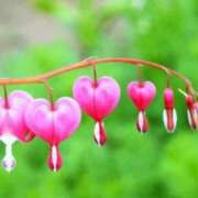 ヒメ日記 2025/06/05 13:50 投稿 ほまれ 熟女の風俗最終章 町田店