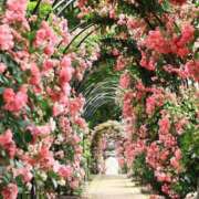 ヒメ日記 2025/06/10 13:35 投稿 ほまれ 熟女の風俗最終章 町田店