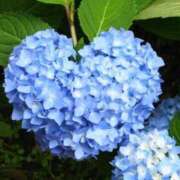 ヒメ日記 2025/06/26 08:57 投稿 ほまれ 熟女の風俗最終章 町田店