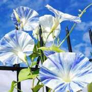 ヒメ日記 2025/07/18 13:10 投稿 ほまれ 熟女の風俗最終章 町田店