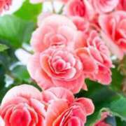 ヒメ日記 2025/11/03 08:51 投稿 ほまれ 熟女の風俗最終章 町田店