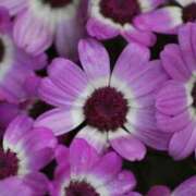 ヒメ日記 2025/11/15 11:31 投稿 ほまれ 熟女の風俗最終章 町田店