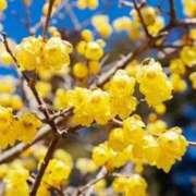 ヒメ日記 2026/01/17 12:30 投稿 ほまれ 熟女の風俗最終章 町田店