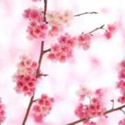 ヒメ日記 2026/01/23 07:10 投稿 ほまれ 熟女の風俗最終章 町田店