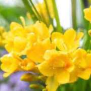 ヒメ日記 2026/01/24 17:38 投稿 ほまれ 熟女の風俗最終章 町田店