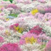 ヒメ日記 2026/01/30 19:15 投稿 ほまれ 熟女の風俗最終章 町田店