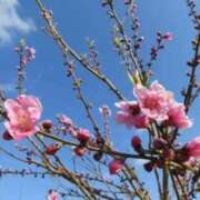 ヒメ日記 2026/01/30 19:22 投稿 ほまれ 熟女の風俗最終章 町田店