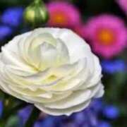 ヒメ日記 2026/01/31 19:00 投稿 ほまれ 熟女の風俗最終章 町田店