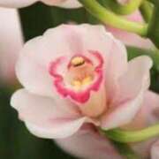 ヒメ日記 2026/01/31 19:20 投稿 ほまれ 熟女の風俗最終章 町田店