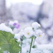 ヒメ日記 2026/02/08 12:01 投稿 ほまれ 熟女の風俗最終章 町田店