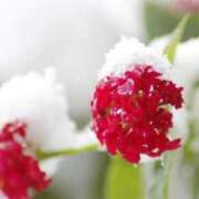 ヒメ日記 2026/02/08 12:50 投稿 ほまれ 熟女の風俗最終章 町田店