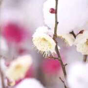 ヒメ日記 2026/02/08 13:40 投稿 ほまれ 熟女の風俗最終章 町田店